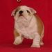 chiots bulldogs anglais